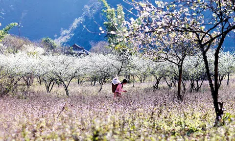 Văn chương xứ hoa ban