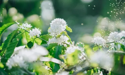 Hoa trắng Tây Nguyên