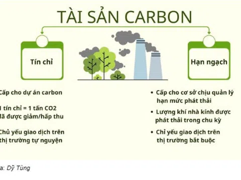 Thị trường carbon và các loại tài sản carbon