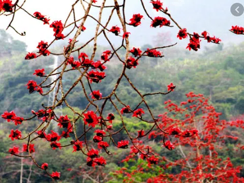 HOA LỬA