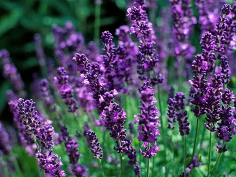 MÙA HOA LAVENDER