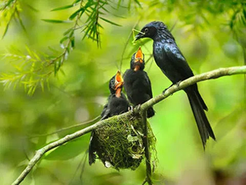 SÁNG NAY TRỜI KHÔNG MƯA