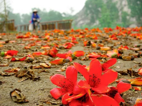 MÙA HOA GẠO RƠI